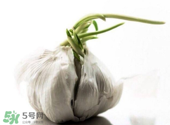 發(fā)芽的大蒜能吃嗎？發(fā)芽的大蒜能不能吃