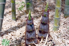 春筍怎么處理？春筍怎么處理不會(huì)澀嘴？