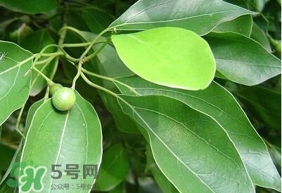 香樟樹的香味有害嗎？香樟樹的香味有沒有害