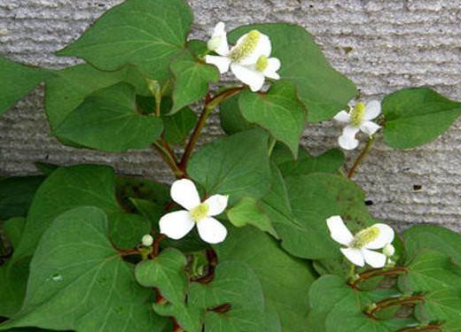 蕺菜怎么念？蕺菜怎么讀