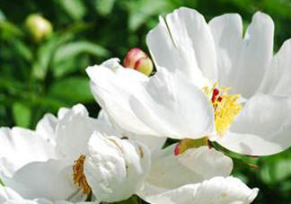 白芍可以美白嗎？白芍怎么美白？