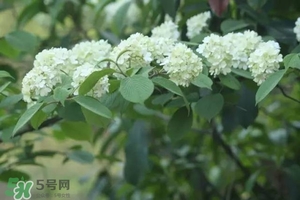 為什么學(xué)校要種石楠花？石楠花的味道為什么這么銷魂？