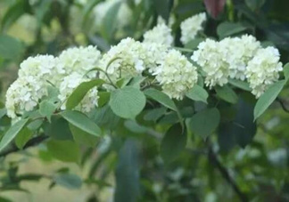 為什么學(xué)校要種石楠花？石楠花的味道為什么這么銷魂？