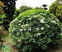 為什么學(xué)校要種石楠花？石楠花的味道為什么這么銷魂？