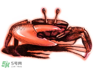 五月份可以吃螃蟹嗎？5月份可以吃螃蟹嗎？