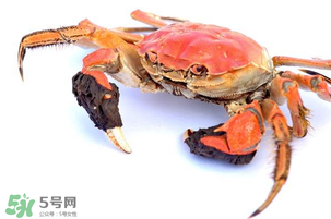 五月份可以吃螃蟹嗎？5月份可以吃螃蟹嗎？