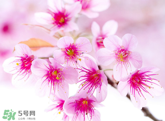五月份還有櫻花嗎？日本5月份還有櫻花嗎？