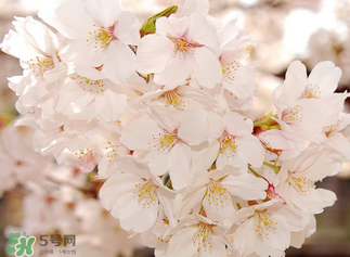 五月份還有櫻花嗎？日本5月份還有櫻花嗎？