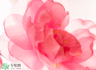五月份還有櫻花嗎？日本5月份還有櫻花嗎？