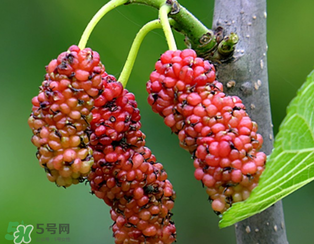 桑葚什么時(shí)候結(jié)果？桑葚幾年結(jié)果？