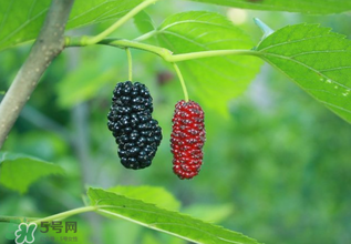 桑葚什么時(shí)候結(jié)果？桑葚幾年結(jié)果？