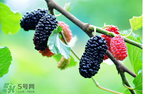 哪些人不能吃桑葚？桑葚什么人不能吃？