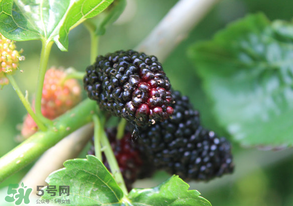 哪些人不能吃桑葚？桑葚什么人不能吃？