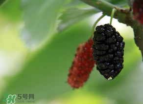 哪些人不能吃桑葚？桑葚什么人不能吃？