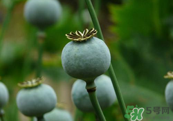 罌粟苗能當(dāng)菜吃嗎？罌粟苗可以當(dāng)菜吃嗎？