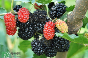 桑葚酸嗎？桑葚為什么酸？