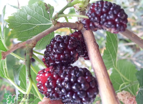桑葚發(fā)霉了還能吃嗎？桑葚發(fā)霉了還能泡酒嗎？