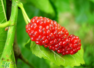 桑葚變紅了可以吃嗎？桑葚發(fā)紅可以吃嗎？