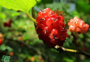 桑葚變紅了可以吃嗎？桑葚發(fā)紅可以吃嗎？