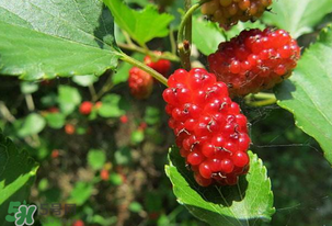 桑葚變紅了可以吃嗎？桑葚發(fā)紅可以吃嗎？