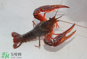 四月份能釣龍蝦嗎？4月份能釣龍蝦嗎？