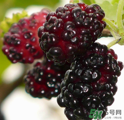 桑葚不甜怎么辦？桑葚不甜怎么變甜？