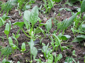 4月份可以種菠菜嗎？菠菜幾月份種？