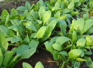 4月份可以種菠菜嗎？菠菜幾月份種？