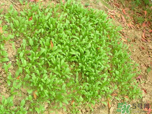 4月份可以種菠菜嗎？菠菜幾月份種？