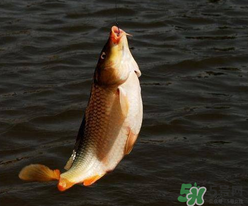 四月份可以釣鯉魚嗎？四月份怎么釣鯉魚？