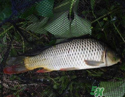 四月份可以釣鯉魚嗎？四月份怎么釣鯉魚？
