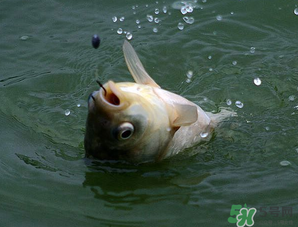 四月份能釣魚嗎？四月份釣什么魚？