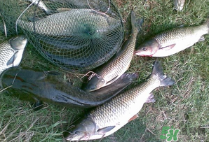 四月份能釣魚嗎？四月份釣什么魚？