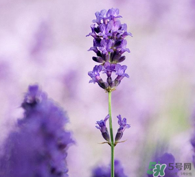 4月份有薰衣草嗎？四月份薰衣草開了嗎？