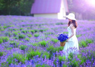 4月份有薰衣草嗎？四月份薰衣草開了嗎？