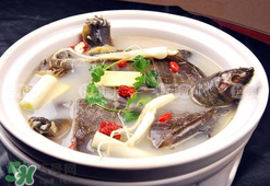 懷孕初期能吃甲魚嗎？懷孕初期可以吃甲魚嗎？