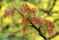 香椿多少錢一斤？香椿芽多少錢一斤2017？