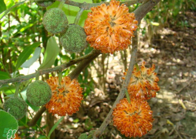 構(gòu)樹花孕婦能吃嗎？構(gòu)樹花孕婦可以吃嗎？