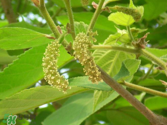 構(gòu)樹花孕婦能吃嗎？構(gòu)樹花孕婦可以吃嗎？