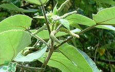 構(gòu)樹(shù)穗孕婦能吃嗎？孕婦能吃構(gòu)樹(shù)穗嗎？