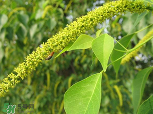 構(gòu)樹(shù)穗孕婦能吃嗎？孕婦能吃構(gòu)樹(shù)穗嗎？