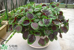 孕婦能吃莧菜嗎？孕婦可以吃莧菜嗎？