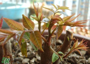 香椿什么時候發(fā)芽？香椿什么時候采摘？