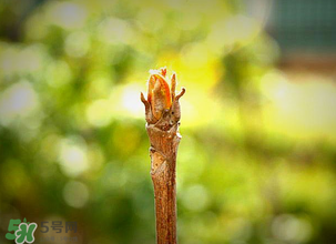 香椿什么時候發(fā)芽？香椿什么時候采摘？
