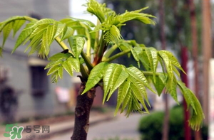 香椿什么時候發(fā)芽？香椿什么時候采摘？