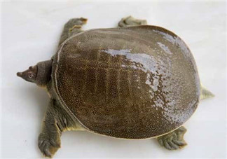 懷孕初期能吃甲魚嗎？懷孕初期可以吃甲魚嗎？