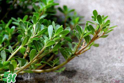 馬齒莧能治白發(fā)嗎？馬齒莧可以治白發(fā)嗎？