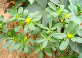 馬齒莧能治白發(fā)嗎？馬齒莧可以治白發(fā)嗎？