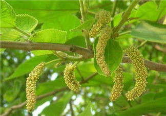 構(gòu)樹穗孕婦能吃嗎？孕婦能吃構(gòu)樹穗嗎？