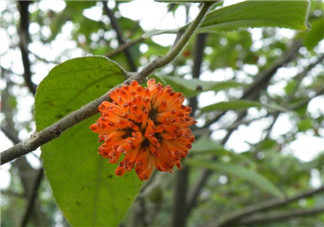 構(gòu)樹花孕婦能吃嗎？構(gòu)樹花孕婦可以吃嗎？